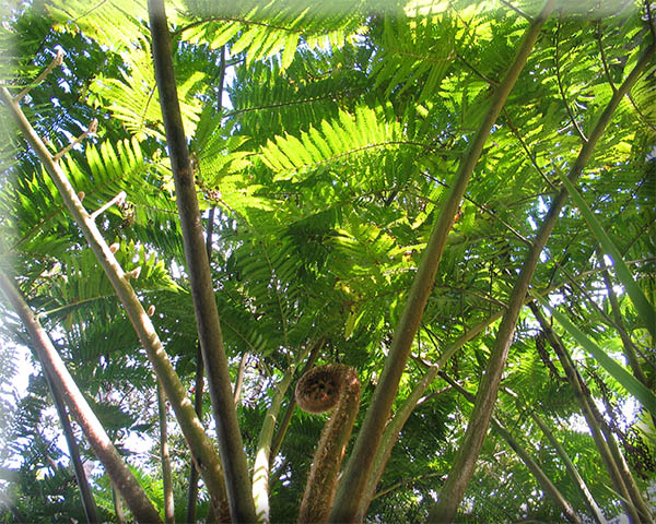 Arapito. Cyathea brownii